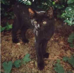 Camillo