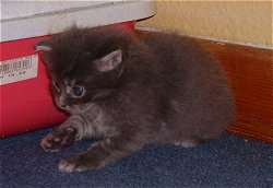 Angelo