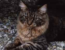 Anton