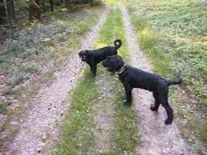 Arco und Aron