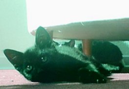 Baby