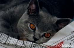 Baloo