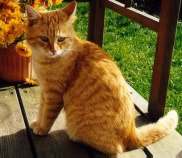 Balthasar