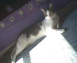 Mau