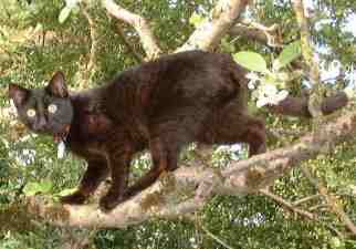 Blacky, der gro�e Kletterer!