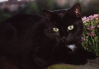 Blacky