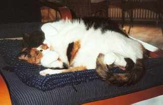Bonnie beim Relaxen