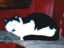 Bunny