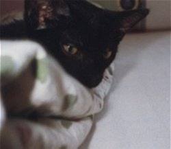 Camillo