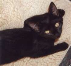 Camillo