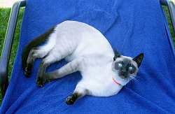 Camillo