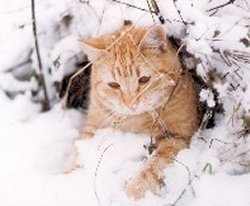 Caruso in seiner Schneeh�hle