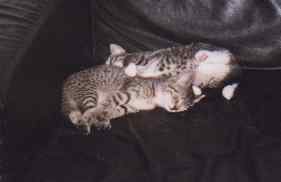Charlie und Lucy