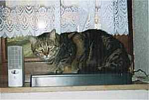 Charly am Fenster