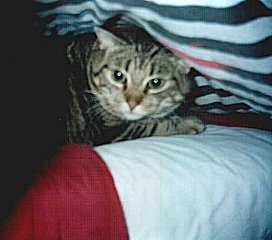 Schnell verstecken