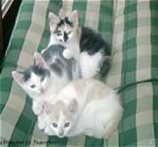 Chini, Karlchen und Bl�mchen