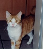 Chili