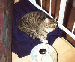 Cindy liegt da, wo die Decke hinf�llt!