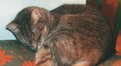 Cleopatra