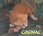 Cognac
