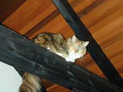 Cora beh�lt die �bersicht