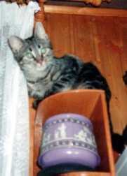 Mascha