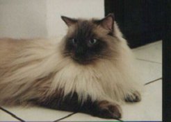 Dusty