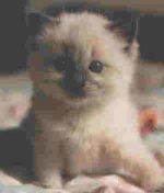 Dusty als Baby
