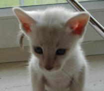 Eloy