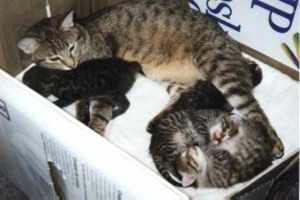 Family im Karton