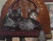 Fienchen und Laika im K�rbchen