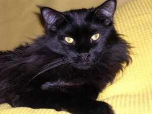 Filou