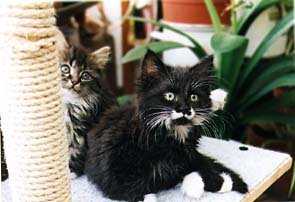 Findus