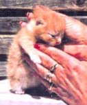 Foxi als Baby mit 15 Tagen