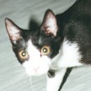 Der kleine Franklin