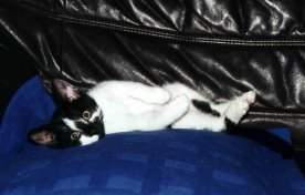 Fritzi