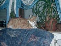 Garfield