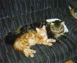 Gizmo und Simba