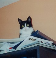 Gina