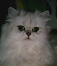 Girly, 2 Jahre alt