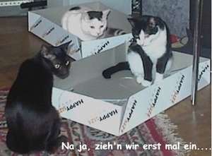 Die Kartonbewohner