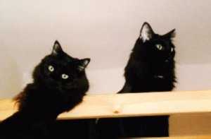 Gismo und Silvester