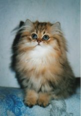 Goldy, 12 Wochen alt