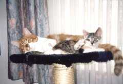 Grisu und Maja