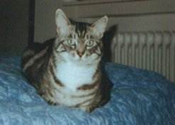 Grobi