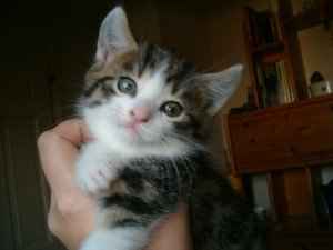 Henry