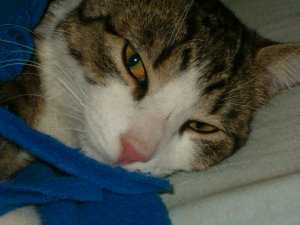 Henry