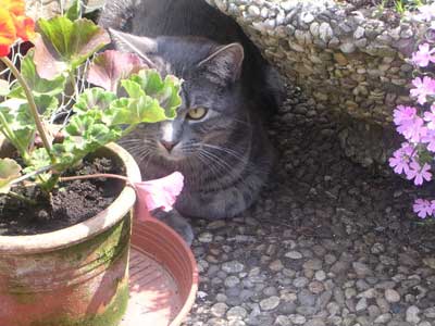 Kai unter Blumen