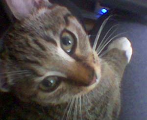 Piccola