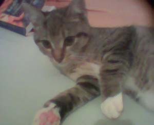 Piccola